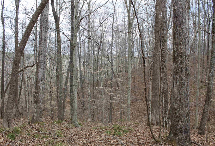 3842 WATERFALL CREEK RD, Collinwood, Tennessee 38450, ,Land,For Sale,WATERFALL CREEK,10216759