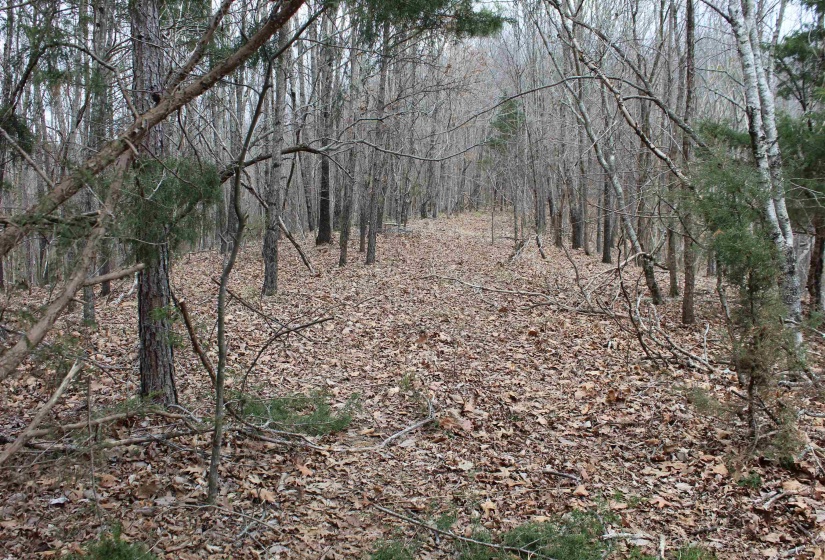 3842 WATERFALL CREEK RD, Collinwood, Tennessee 38450, ,Land,For Sale,WATERFALL CREEK,10216759