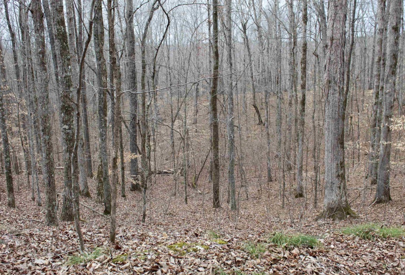 3842 WATERFALL CREEK RD, Collinwood, Tennessee 38450, ,Land,For Sale,WATERFALL CREEK,10216759