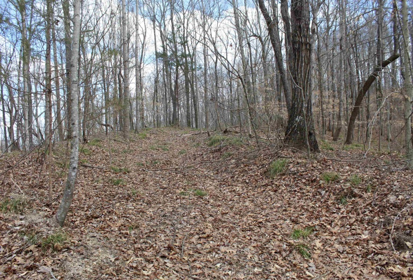 3842 WATERFALL CREEK RD, Collinwood, Tennessee 38450, ,Land,For Sale,WATERFALL CREEK,10216759