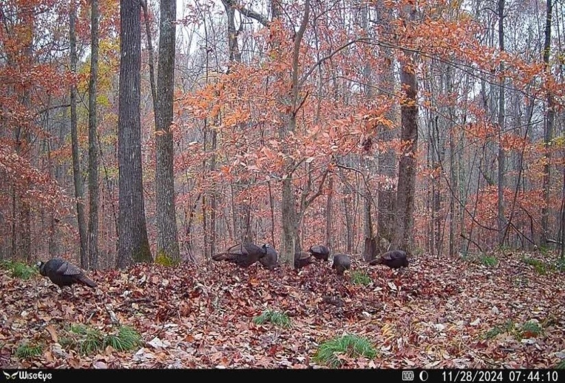 3842 WATERFALL CREEK RD, Collinwood, Tennessee 38450, ,Land,For Sale,WATERFALL CREEK,10216759