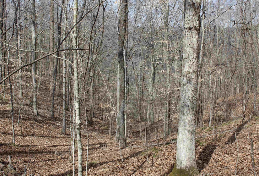 3842 WATERFALL CREEK RD, Collinwood, Tennessee 38450, ,Land,For Sale,WATERFALL CREEK,10216759