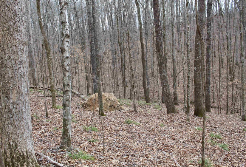 3842 WATERFALL CREEK RD, Collinwood, Tennessee 38450, ,Land,For Sale,WATERFALL CREEK,10216759