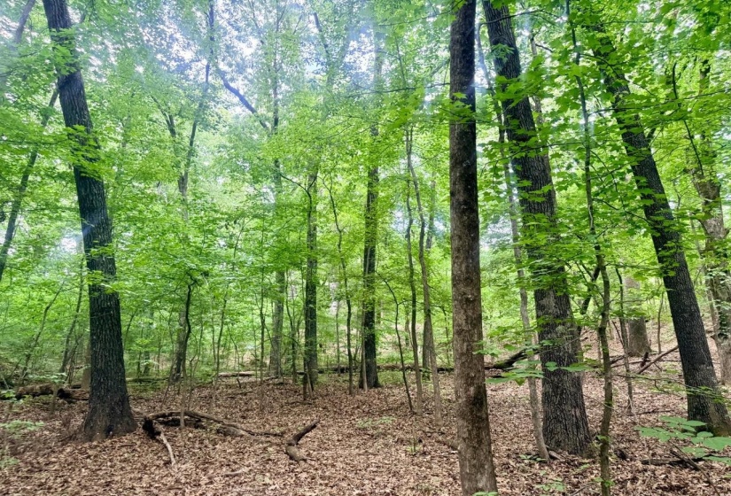 0 YOUNG CEMETARY RD, Gadsden, Tennessee 38337, 0 , 0 ,0,Land,For Sale,YOUNG CEMETARY,0,10224020