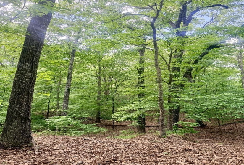 12 PLOMAR WILLIAMS RD, Gadsden, Tennessee 38337, ,Land,For Sale,PLOMAR WILLIAMS,10224023