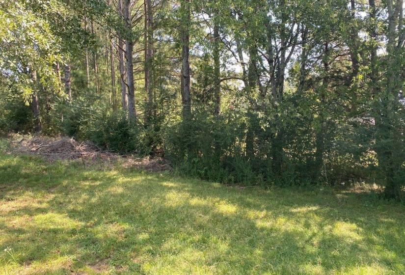 Expansive grassy area bordered by mature trees and varied undergrowth