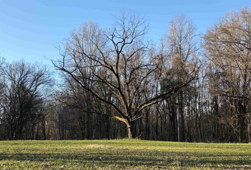 4591 DELTA VIEW RD, Walls, Mississippi 38680, ,Land,For Sale,DELTA VIEW,10224170