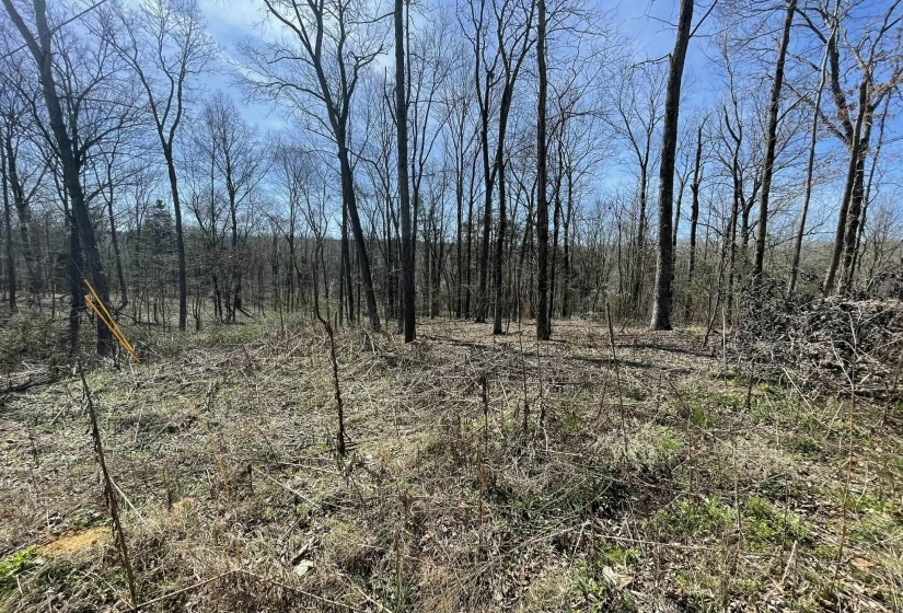 2 DELTA QUEEN CV, Savannah, Tennessee 38372, ,Land,For Sale,DELTA QUEEN,10224406