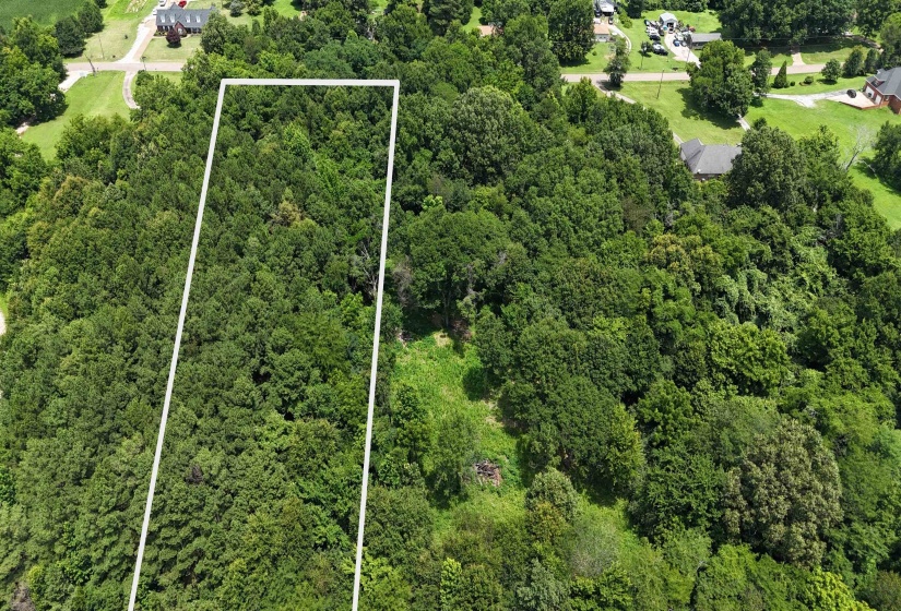 Northern wooded portion of the property.