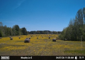 980 MURPHY LN, Whiteville, Tennessee 38075, ,Land,For Sale,MURPHY,10224493