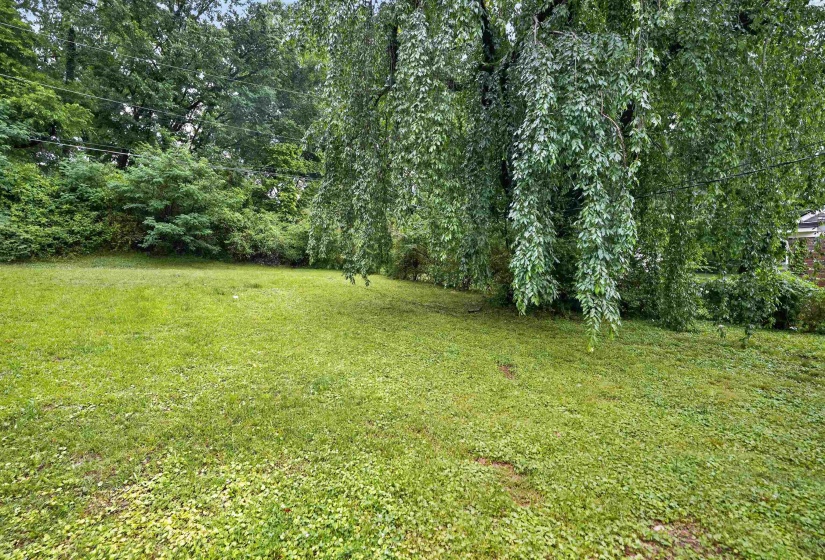 Expansive green space featuring a large weeping tree with abundant foliage, surrounded by dense natural landscaping and mature trees