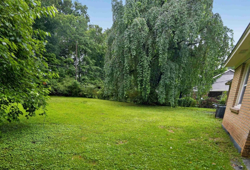 Expansive grassy yard area featuring a large weeping deciduous tree and mature perimeter trees