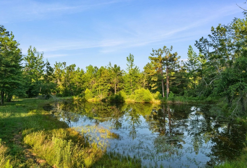 Natural water feature surrounded by mature trees and lush vegetation