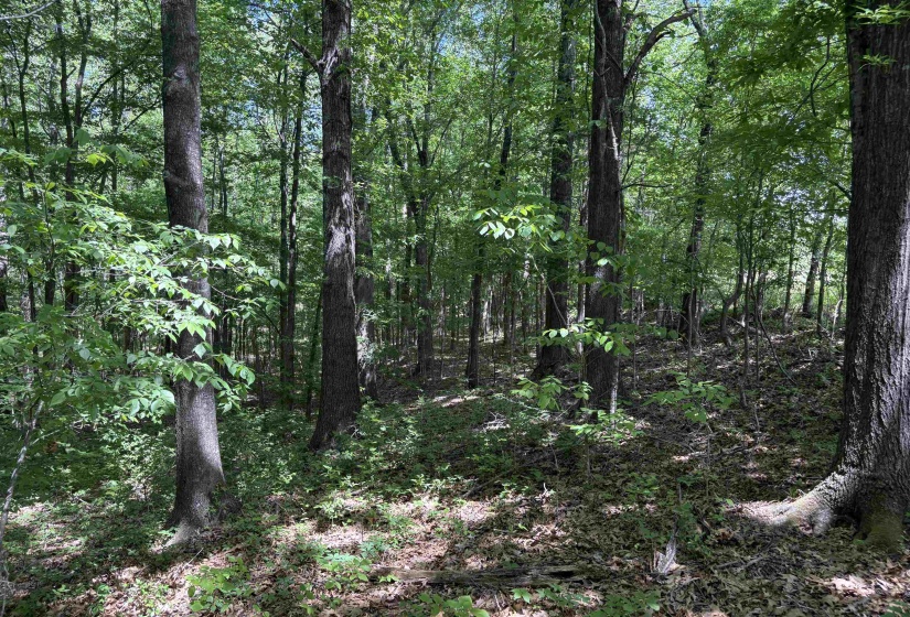 0 OSBORNTOWN RD, Arlington, Tennessee 38002, ,Land,For Sale,OSBORNTOWN,10224533
