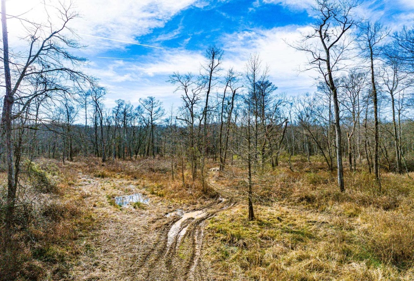 View of nature