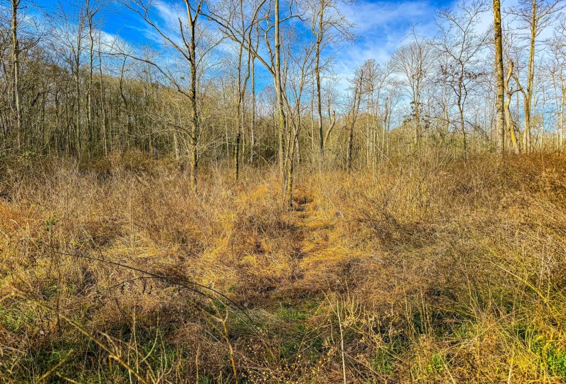 View of undeveloped land