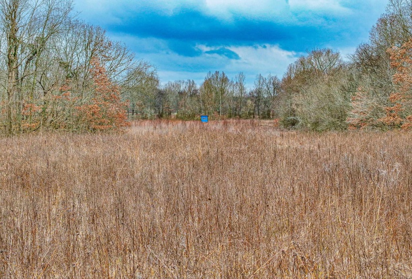 View of undeveloped land
