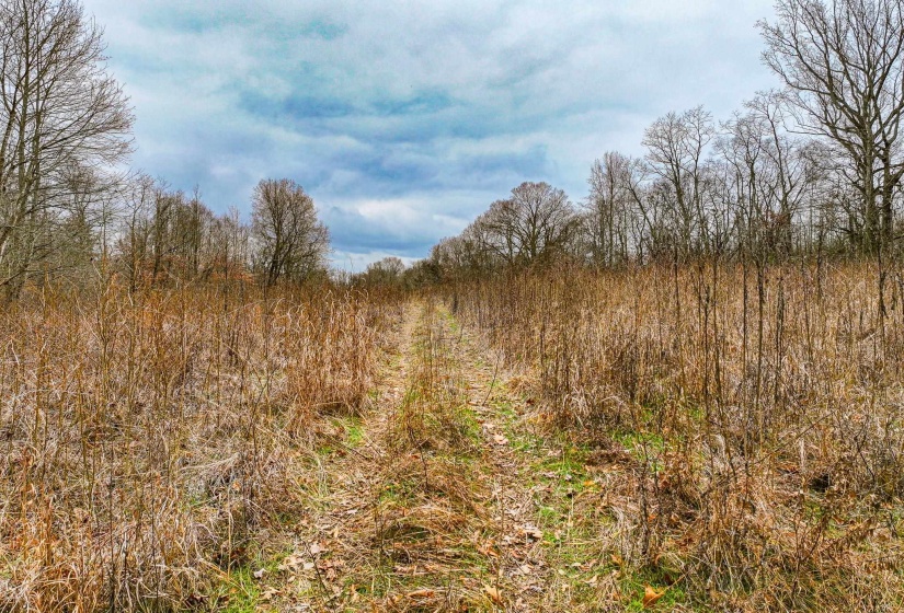 View of undeveloped land