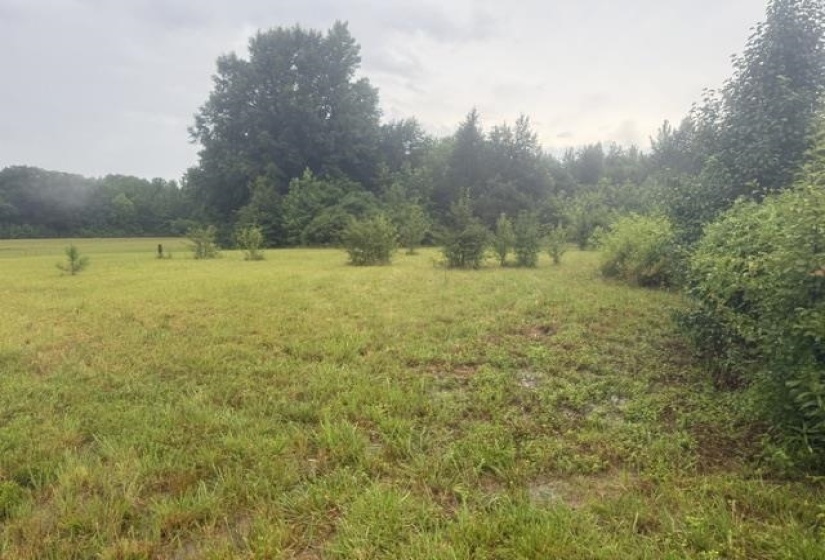 Expansive open field with varied green foliage and several small, developing trees