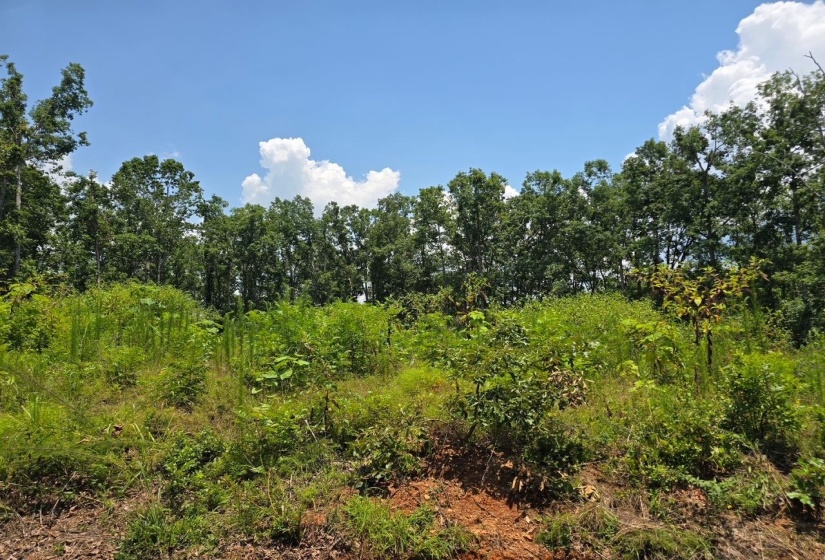 ELAM WAY, Savannah, Tennessee 38372, ,Land,For Sale,ELAM,10224872