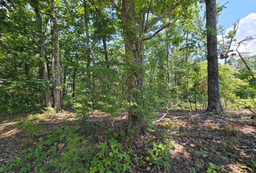 ELAM WAY, Savannah, Tennessee 38372, ,Land,For Sale,ELAM,10224872