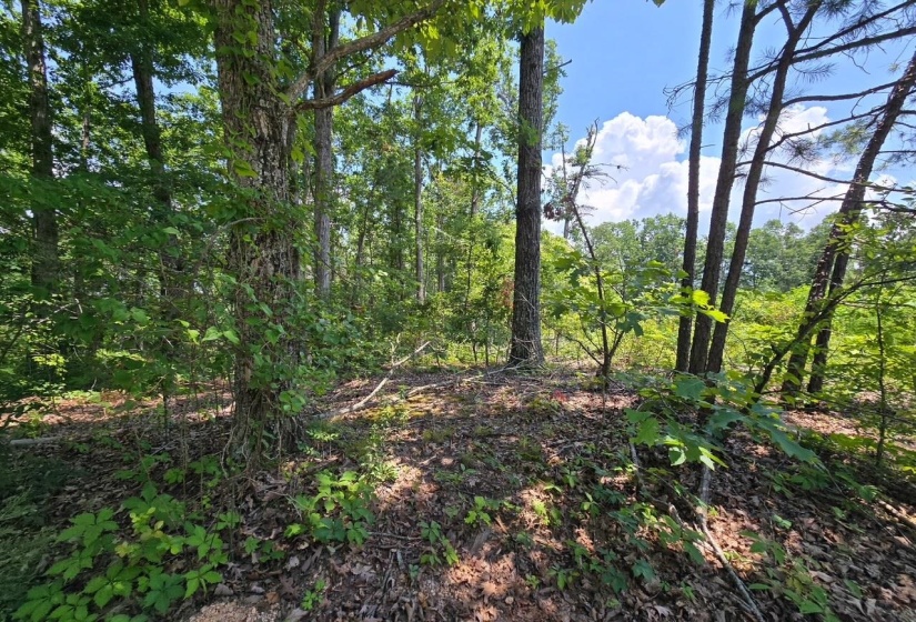 ELAM WAY, Savannah, Tennessee 38372, ,Land,For Sale,ELAM,10224872