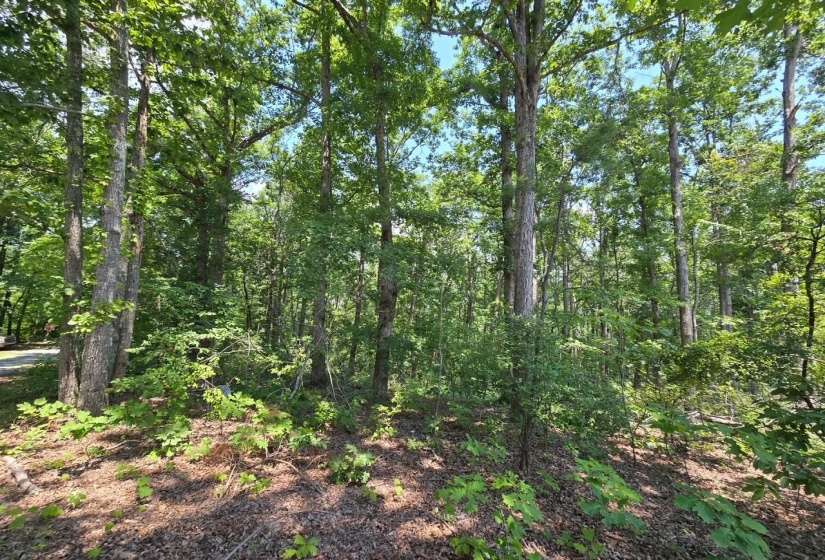 ELAM WAY, Savannah, Tennessee 38372, ,Land,For Sale,ELAM,10224872