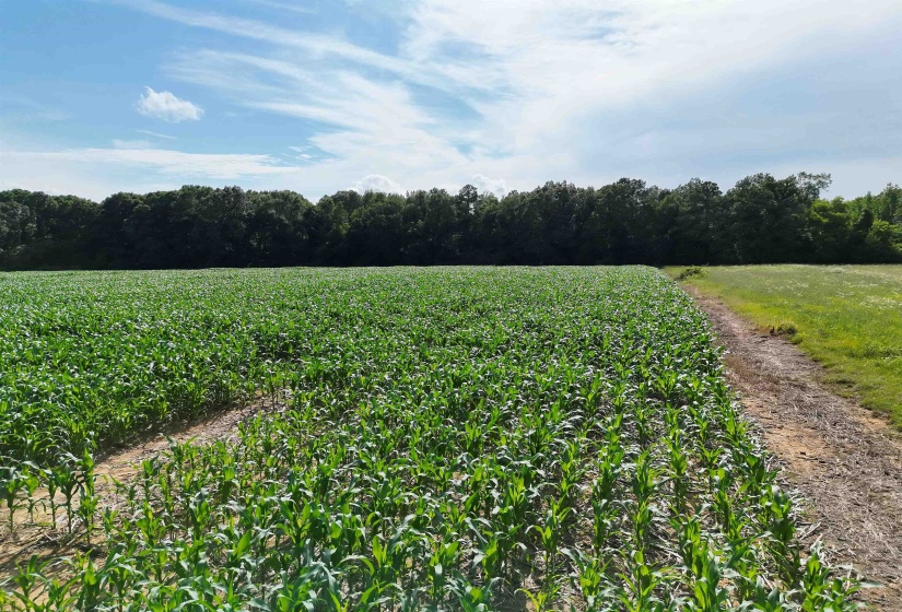 00 VAN BUREN RD. RD, Hickory Valley, Tennessee 38042, ,Land,For Sale,VAN BUREN RD.,10225029