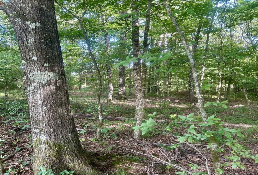00 VAN BUREN RD. RD, Hickory Valley, Tennessee 38042, ,Land,For Sale,VAN BUREN RD.,10225029