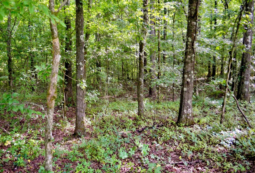00 VAN BUREN RD. RD, Hickory Valley, Tennessee 38042, ,Land,For Sale,VAN BUREN RD.,10225029