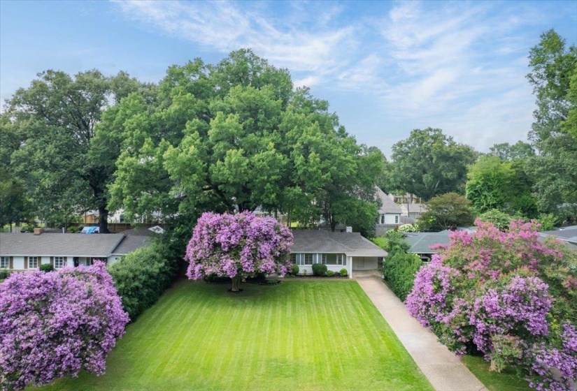 Ranch-style residence featuring a manicured front lawn, mature trees, and vibrant purple flowering shrubs