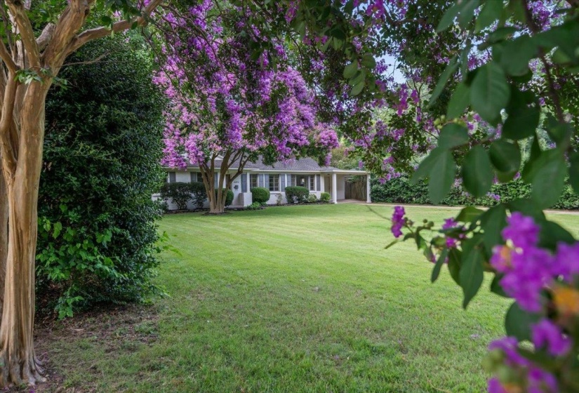 Expansive front lawn bordered by mature trees and flowering purple foliage