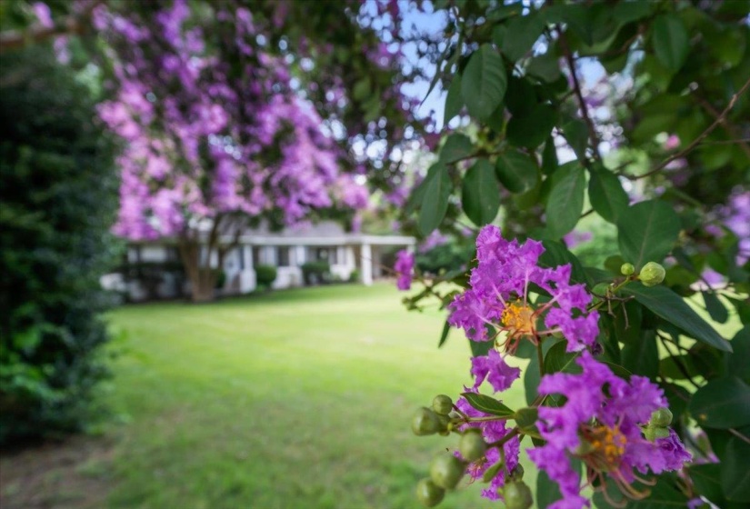 Manicured lawn with mature flowering trees