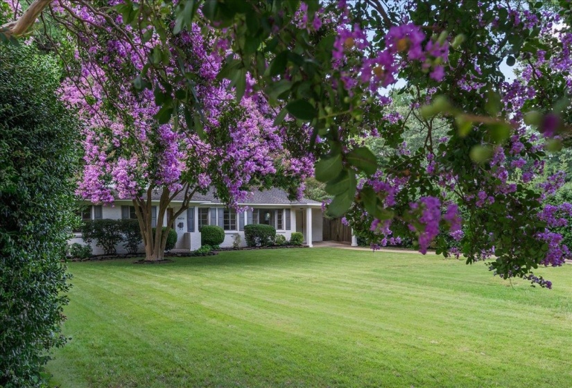 Expansive front lawn with manicured grass and mature flowering trees