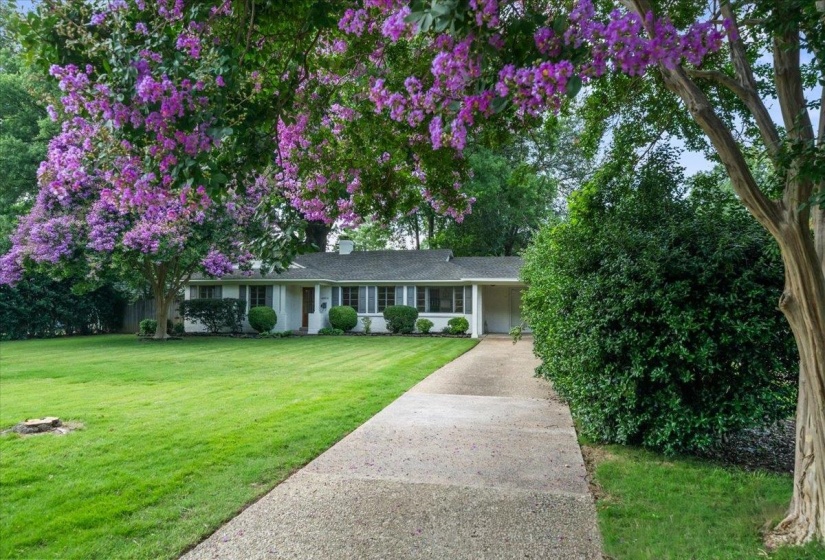 Ranch-style residence featuring a prominent flowering tree and a long concrete pathway