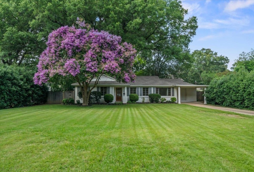 Single-story residence featuring a prominent flowering tree, a broad front lawn, and mature perimeter landscaping