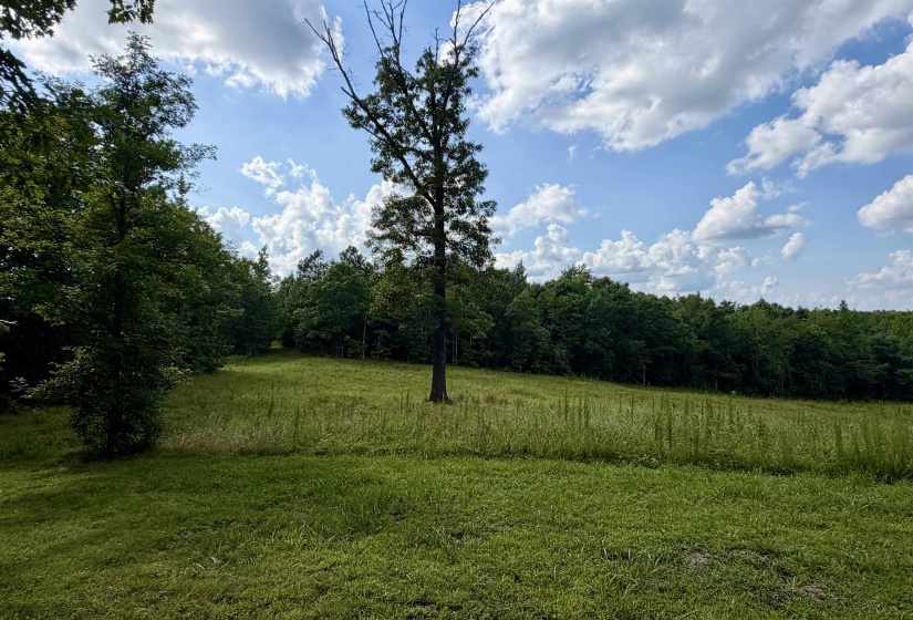 Expansive grassy field framed by mature trees, featuring a single prominent tree in the foreground