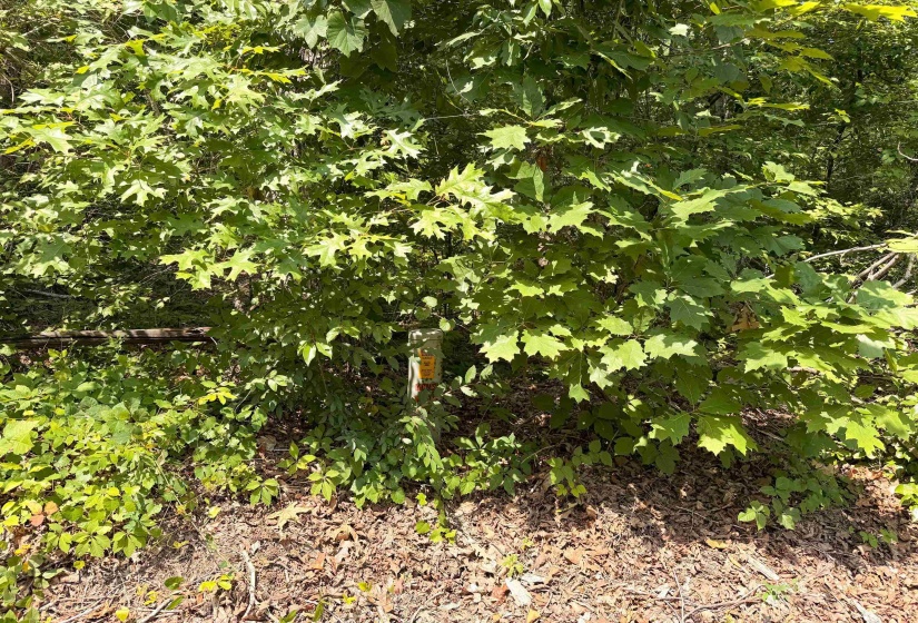 0 YELLOW CREEK LN, Counce, Tennessee 38326, 0 , 0 ,0,Land,For Sale,YELLOW CREEK,0,10225344