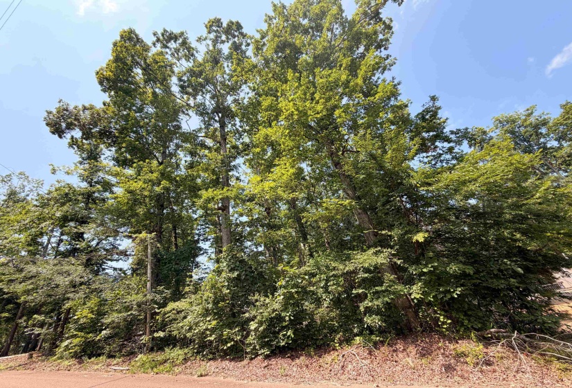 0 YELLOW CREEK LN, Counce, Tennessee 38326, 0 , 0 ,0,Land,For Sale,YELLOW CREEK,0,10225344