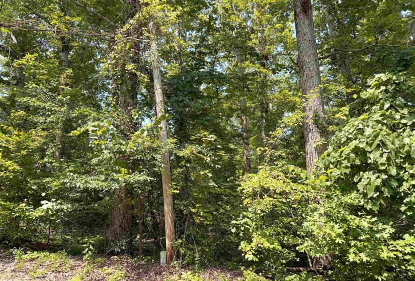 0 YELLOW CREEK LN, Counce, Tennessee 38326, 0 , 0 ,0,Land,For Sale,YELLOW CREEK,0,10225344