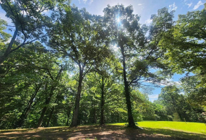 Expansive wooded lot featuring mature trees, a sun-dappled clearing, and a natural, verdant landscape