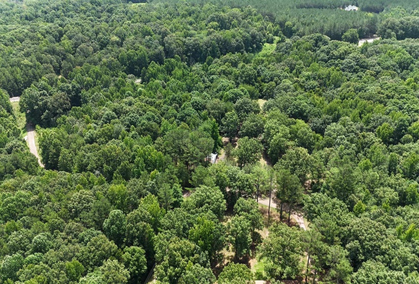 Expansive acreage featuring mature trees and a verdant canopy