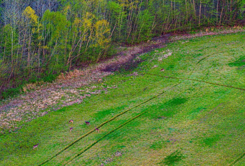153 HARRISON RD, Martin, Tennessee 38237, ,Land,For Sale,HARRISON,10225441
