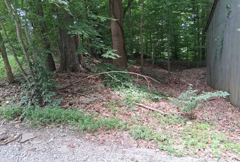 Wooded perimeter featuring mature trees and varied undergrowth