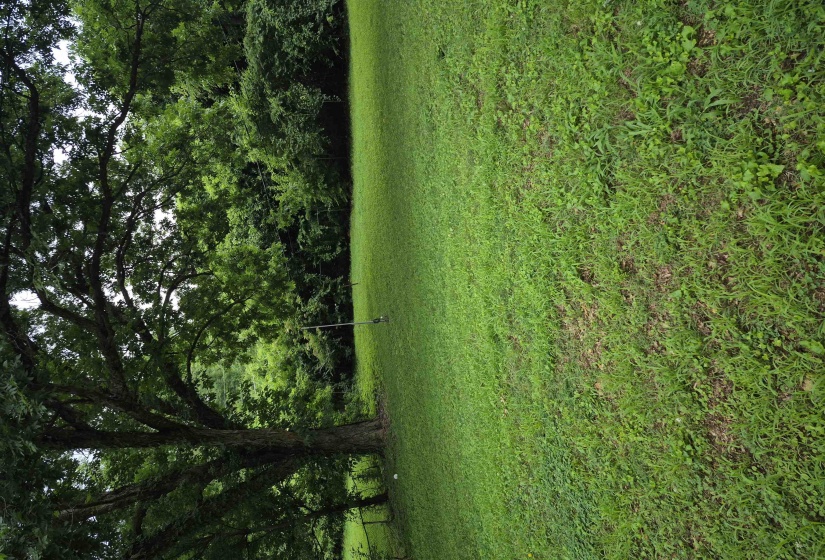 Expansive green lawn with mature trees and lush foliage