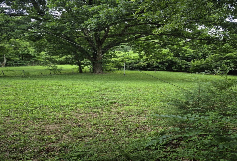Expansive outdoor space featuring a mature shade tree, lush green lawn, and wire fencing