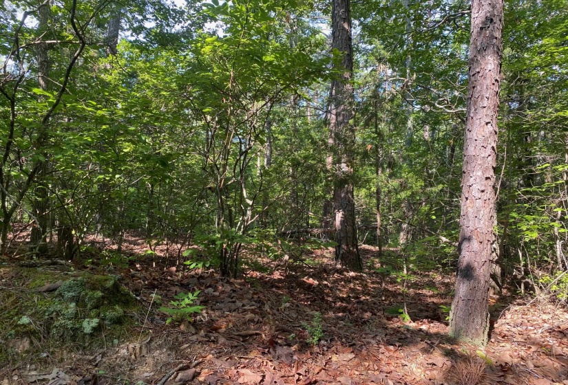 SEL BROOKS LN, Bethel Springs, Tennessee 38315, 0 , 0 ,0,Land,For Sale,SEL BROOKS,0,10225705