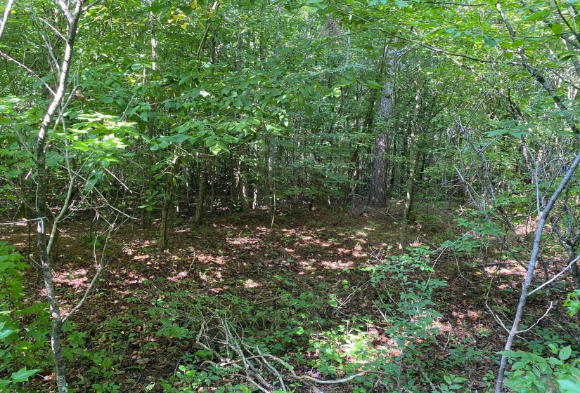 SEL BROOKS LN, Bethel Springs, Tennessee 38315, 0 , 0 ,0,Land,For Sale,SEL BROOKS,0,10225705