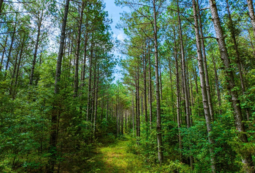 0 HWY 192 HWY, Holladay, Tennessee 38341, ,Land,For Sale,HWY 192,10225766