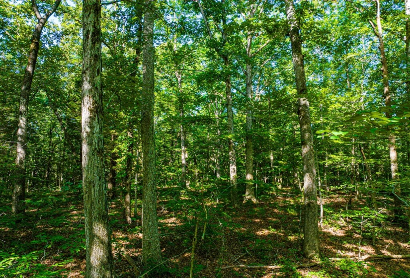 0 HWY 192 HWY, Holladay, Tennessee 38341, ,Land,For Sale,HWY 192,10225766